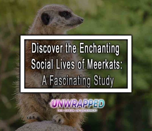 Discover the Enchanting Social Lives of Meerkats: A Fascinating Study
