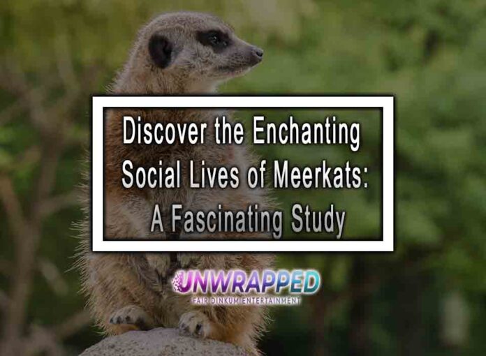 Discover the Enchanting Social Lives of Meerkats: A Fascinating Study