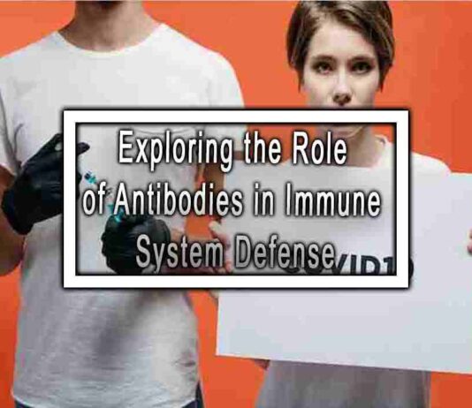 Exploring the Role of Antibodies in Immune System Defense