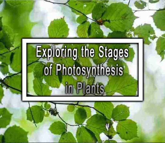 Exploring the Stages of Photosynthesis in Plants