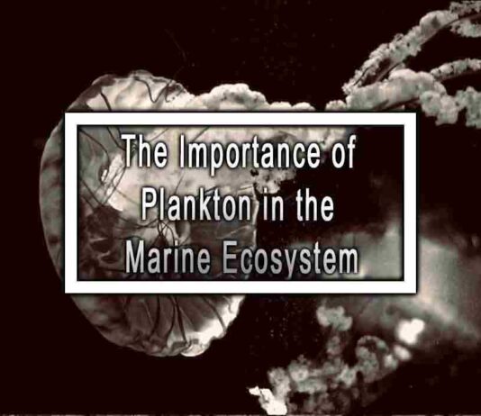 The Importance of Plankton in the Marine Ecosystem