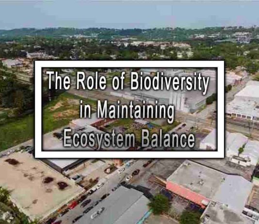 The Role of Biodiversity in Maintaining Ecosystem Balance