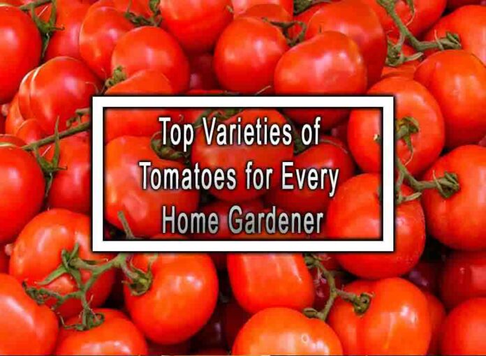 Top Varieties of Tomatoes for Every Home Gardener