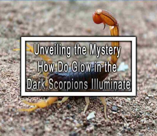 Unveiling the Mystery How Do Glow in the Dark Scorpions Illuminate