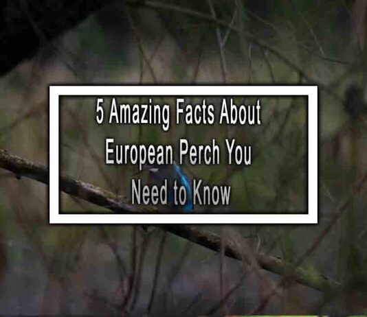 5 Amazing Facts About European Perch You Need to Know