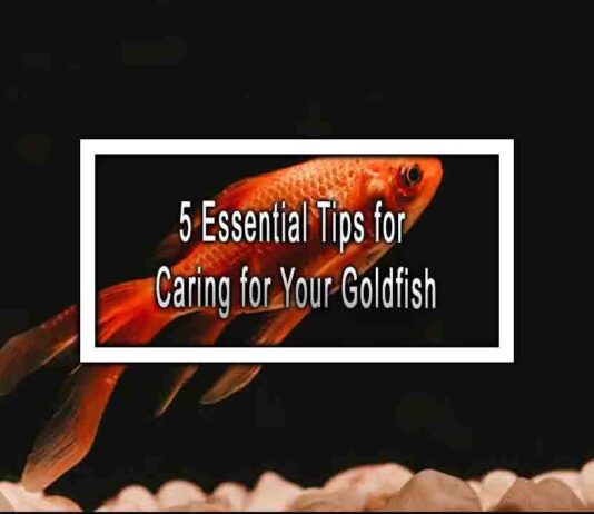 5 Essential Tips for Caring for Your Goldfish
