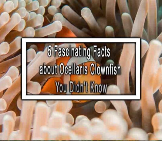 5 Fascinating Facts about Ocellaris Clownfish You Didn’t Know