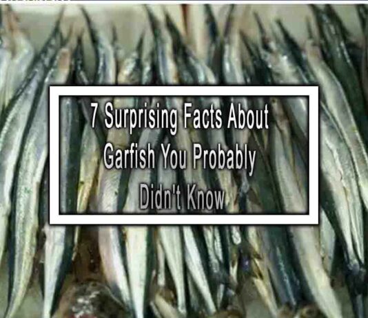 7 Surprising Facts About Garfish You Probably Didn’t Know