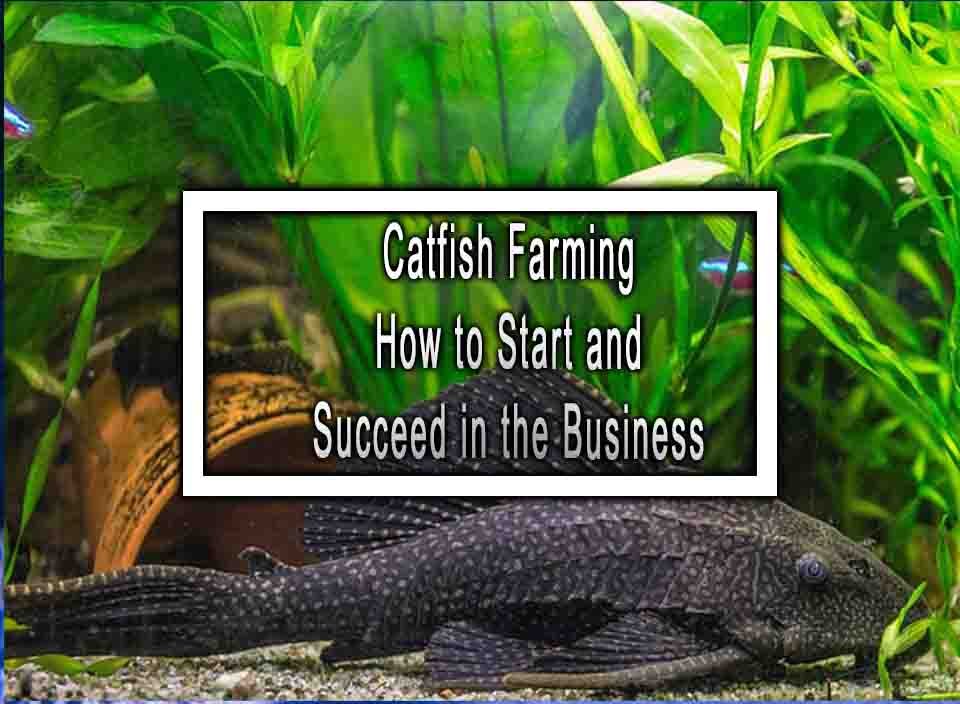 Catfish Farming How To Start And Succeed In The Business