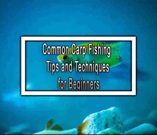 Common Carp Fishing Tips and Techniques for Beginners