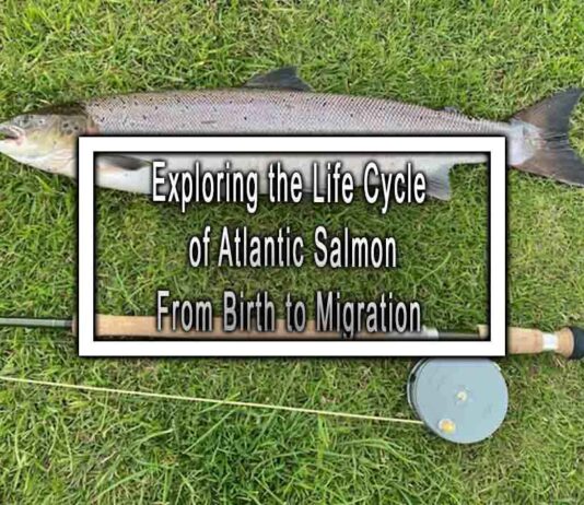 Exploring the Life Cycle of Atlantic Salmon From Birth to Migration