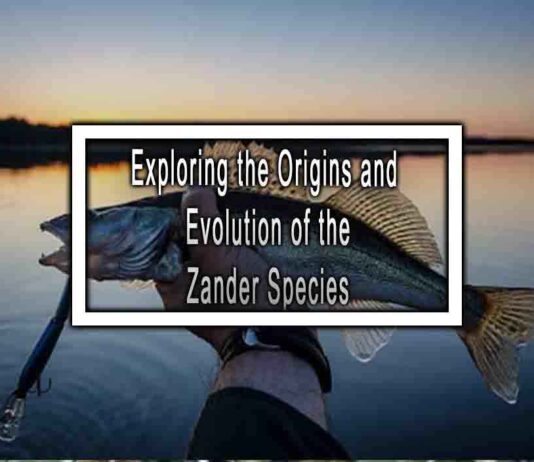 Exploring the Origins and Evolution of the Zander Species