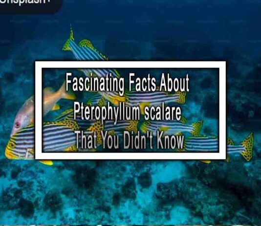 Fascinating Facts About Pterophyllum scalare That You Didn’t Know
