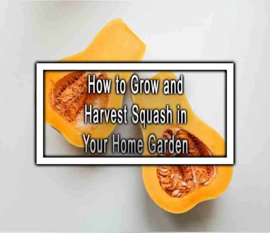 How to Grow and Harvest Squash in Your Home Garden