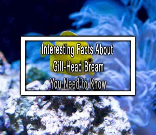 Interesting Facts About Gilt-Head Bream You Need to Know