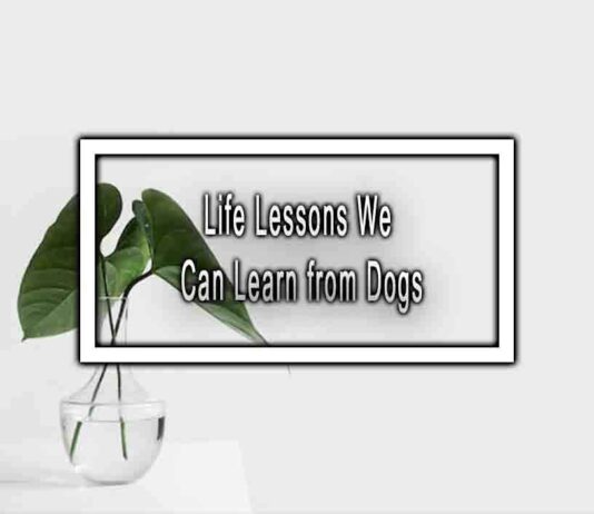 Life Lessons We Can Learn from Dogs