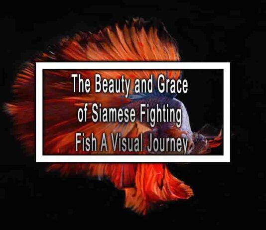 The Beauty and Grace of Siamese Fighting Fish A Visual Journey