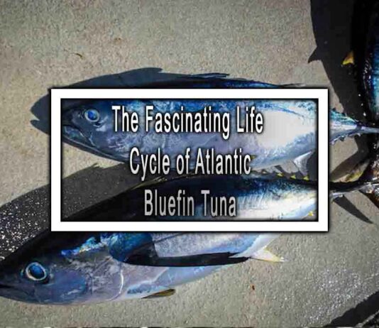 The Fascinating Life Cycle of Atlantic Bluefin Tuna
