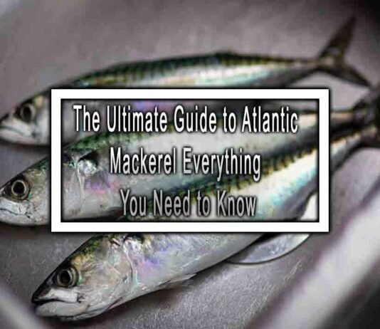 The Ultimate Guide to Atlantic Mackerel Everything You Need to Know