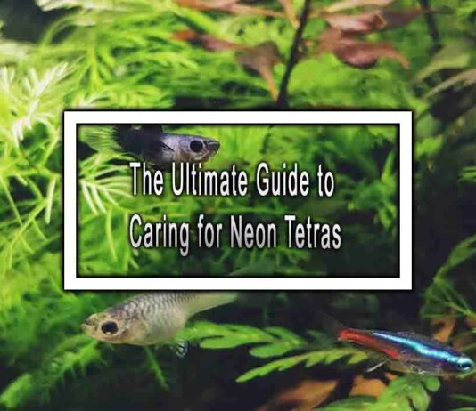 The Ultimate Guide to Caring for Neon Tetras