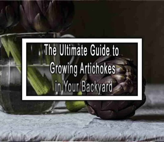 The Ultimate Guide to Growing Artichokes in Your Backyard