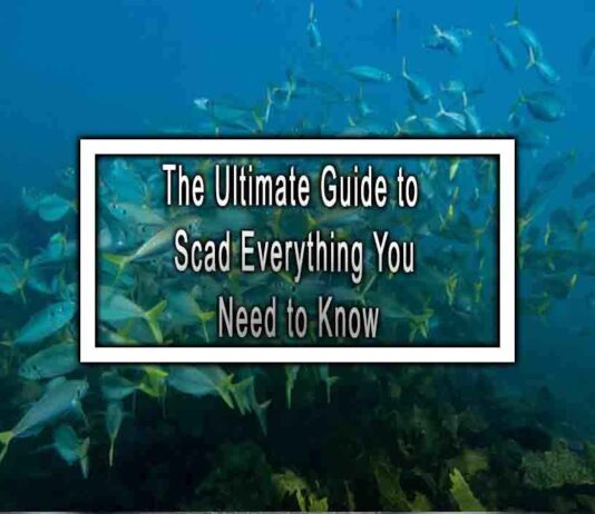 The Ultimate Guide to Scad Everything You Need to Know