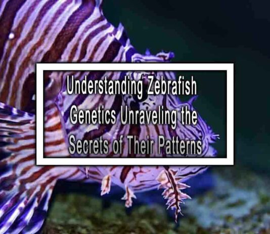 Understanding Zebrafish Genetics Unraveling the Secrets of Their Patterns