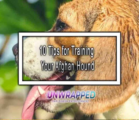 10 Tips for Training Your Afghan Hound