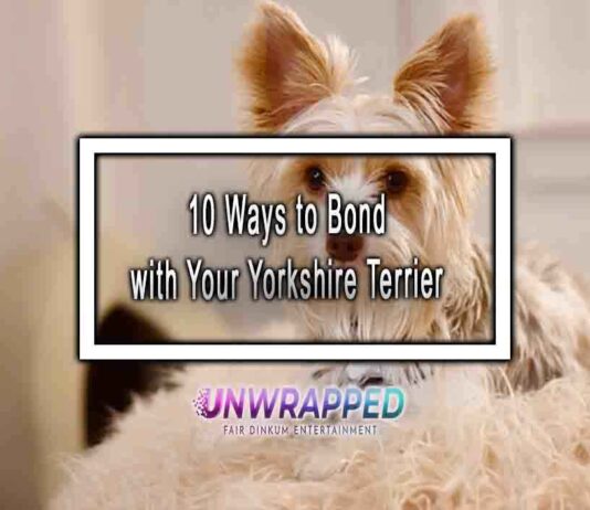 10 Ways to Bond with Your Yorkshire Terrier