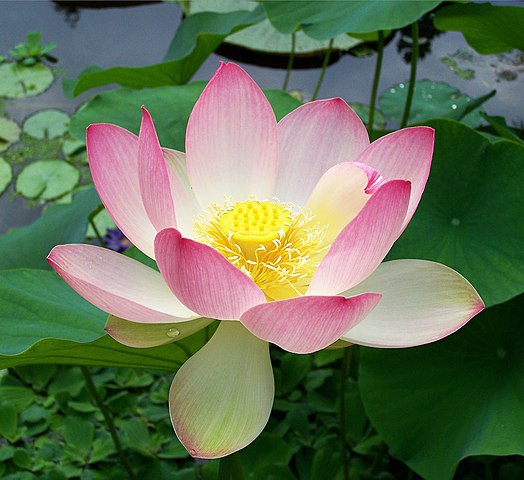 Unveiling the Mysteries of the Lotus Flower A Comprehensive Guide