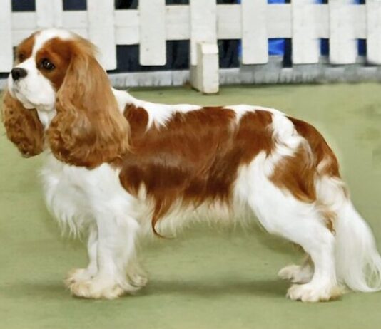 How to Appreciate the Artistry of Cavalier Charles