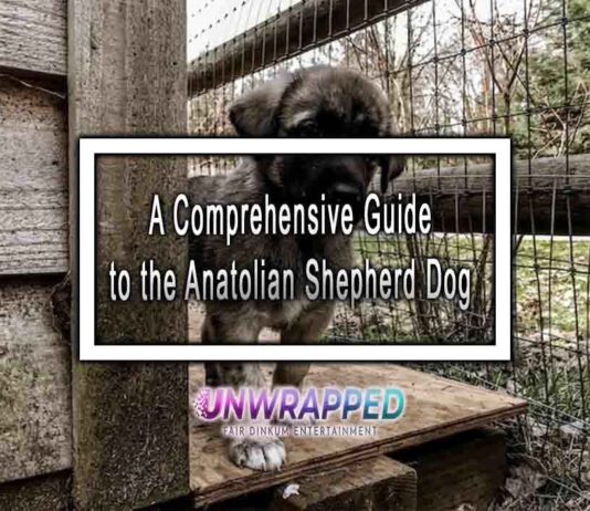 A Comprehensive Guide to the Anatolian Shepherd Dog