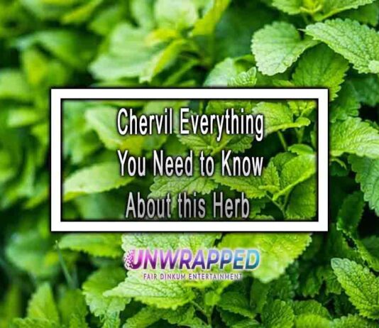 Chervil Everything You Need to Know About this Herb