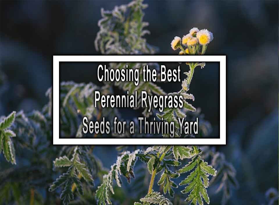 Choosing The Best Perennial Ryegrass Seeds For A Thriving Yard