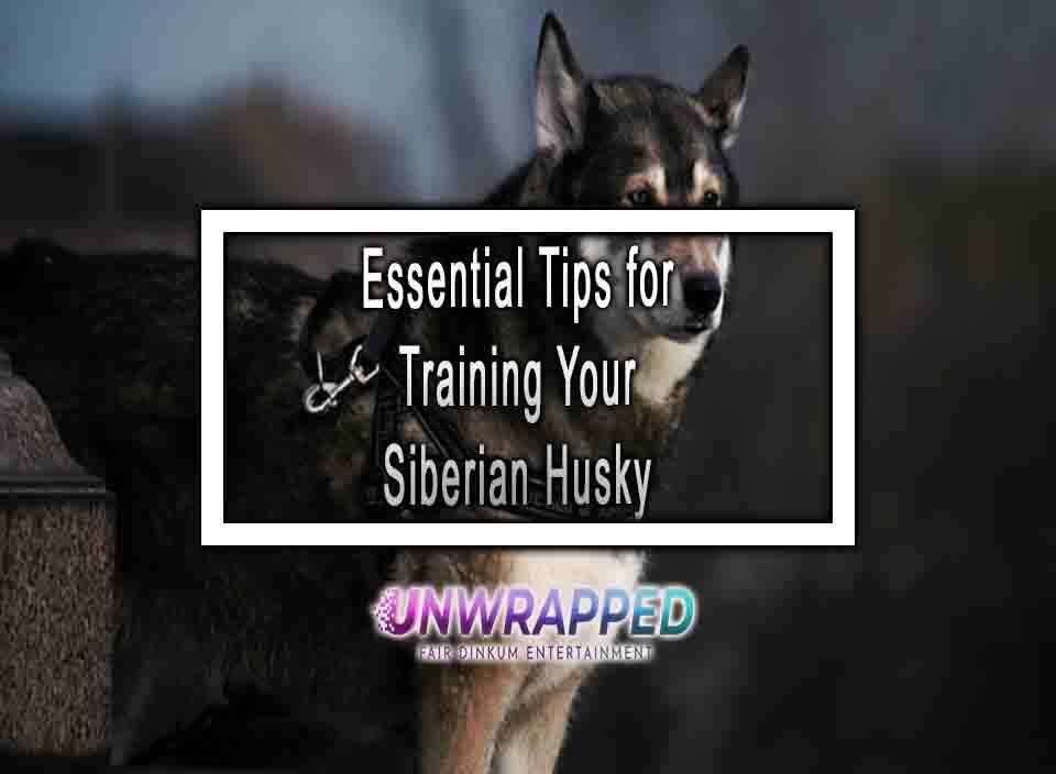 Essential Tips For Training Your Siberian Husky