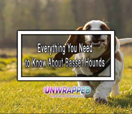 Everything You Need to Know About Basset Hounds