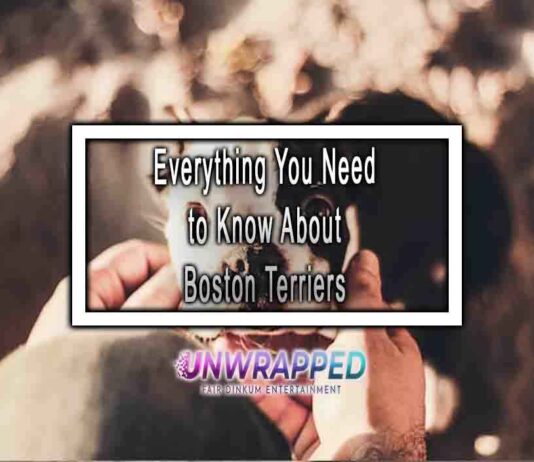 Everything You Need to Know About Boston Terriers
