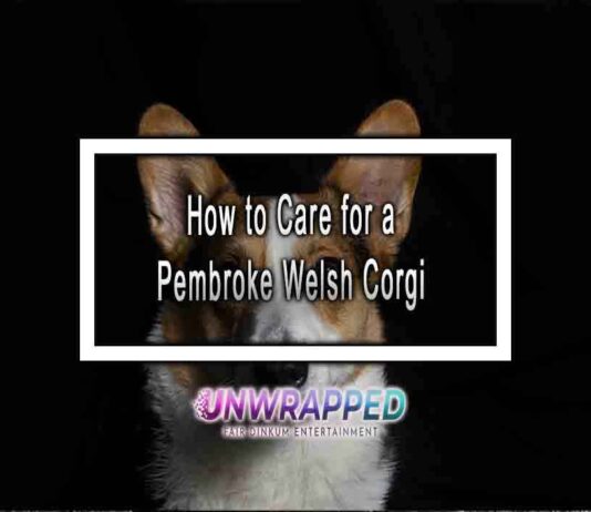How to Care for a Pembroke Welsh Corgi