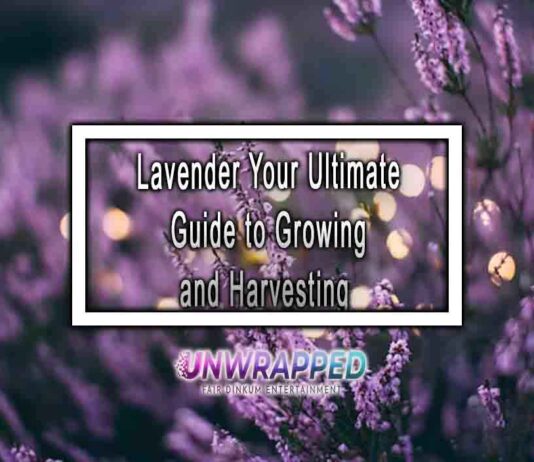 Lavender Your Ultimate Guide to Growing and Harvesting