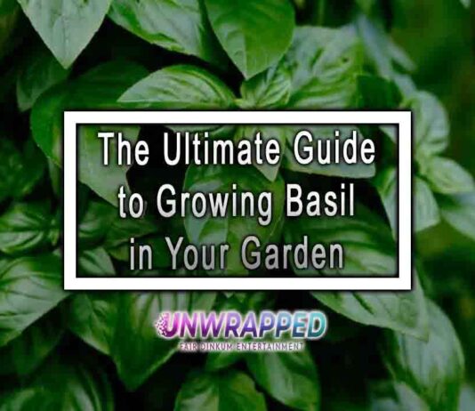 The Ultimate Guide to Growing Basil in Your Garden