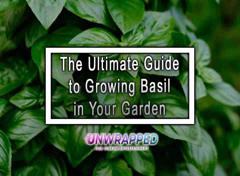 The Ultimate Guide to Growing Basil in Your Garden