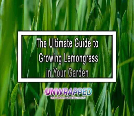 The Ultimate Guide to Growing Lemongrass in Your Garden