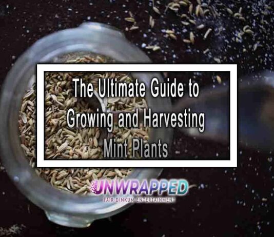 The Ultimate Guide to Growing and Harvesting Mint Plants