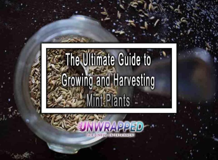 The Ultimate Guide to Growing and Harvesting Mint Plants