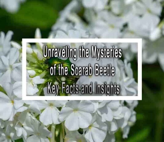 Unraveling the Mysteries of the Scarab Beetle Key Facts and Insights