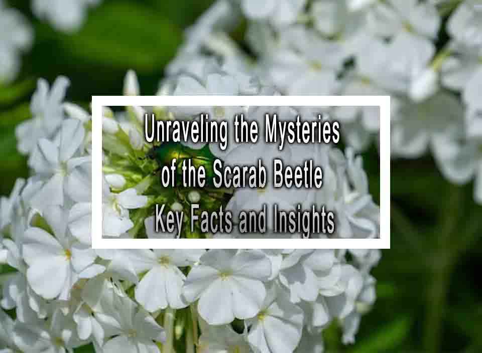 Unraveling the Mysteries of the Scarab Beetle Key Facts and Insights