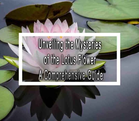 Unveiling the Mysteries of the Lotus Flower A Comprehensive Guide