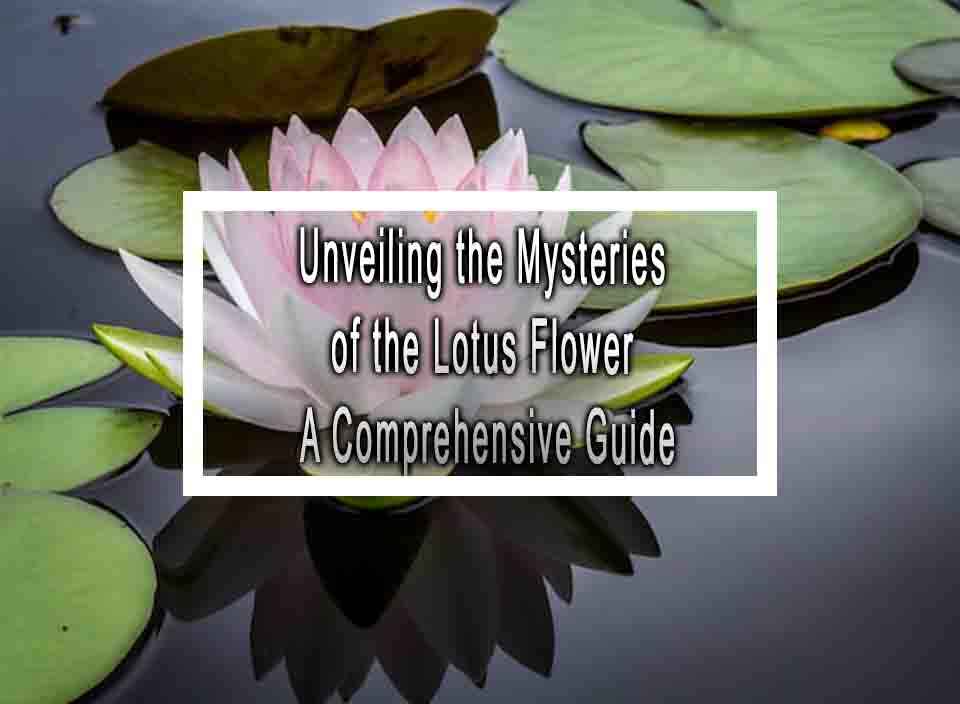 Unveiling the Mysteries of the Lotus Flower A Comprehensive Guide