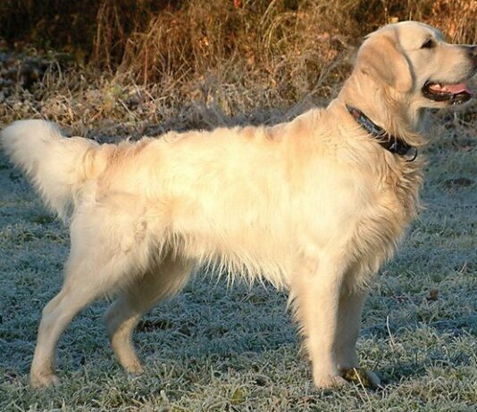 Top 5 Dog Breeds for Families with Children