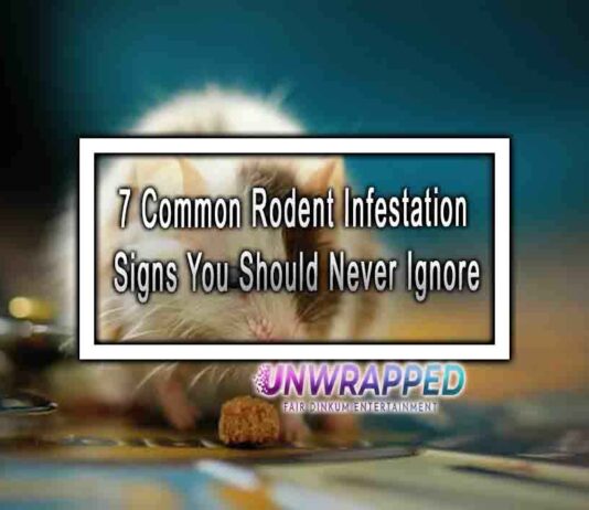7 Common Rodent Infestation Signs You Should Never Ignore